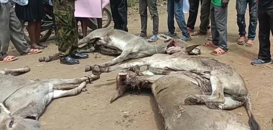 Four Stolen Donkeys Found Slaughtered in Kirinyaga